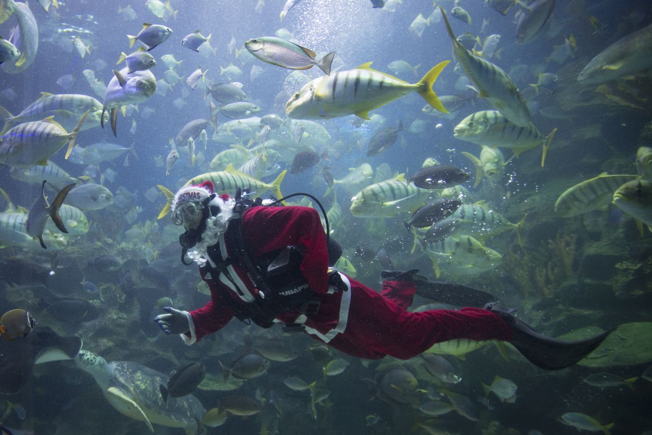 A diver in a Santa outfit feeds fish as part of Christmas celebrations at Aquaria KLCC underwater park in Kuala Lumpur, Malaysia.