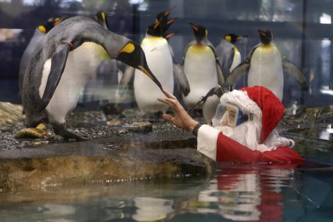 Santa interacts with king penguins at Marineland, an animal exhibition park in Antibes, France.