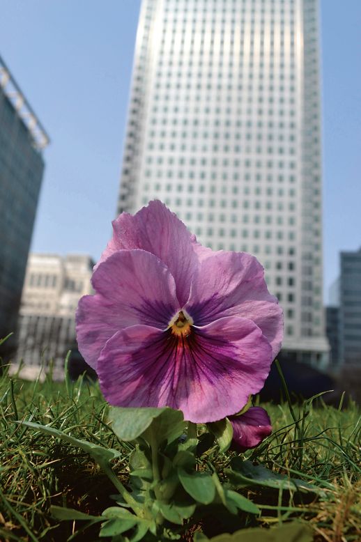 <strong>The Pansy Project</strong> <br />"<em>Faggot!</em>" Canary Wharf, London, 2013<br /><br />Londoner Paul Hartfleet created the Pansy Project to document the sites of homophobic abuse after his own experiences of violence. The project plants a pansy at the scene, creating a ritual compared to the tending of graves for family members. Here, though, the plant is living. "It feels like a positive action," he says. 