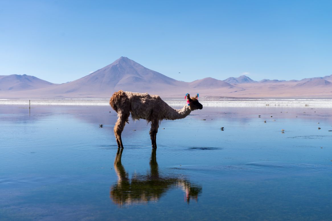 There's little wildlife on the trip, though you do see lots of flamingos, the occasional flock of vicunas, lone Andean foxes and llamas decorated with colorful pieces of string near the area's few tiny settlements.