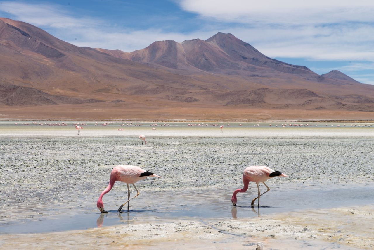 Bolivia's southwest altiplano is home to three species of flamingos, James's, Andean and Chilean. The flamingos get their pastel pink color from carotenoids in the crustaceans they eat in the salty water of the lagoons. 