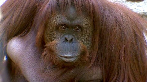 Orangutans across Africa and Asia are already threatened by palm oil farming that destroys their habitat. A new study found they're also susceptible to extreme weather brought upon by climate change.