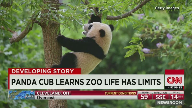 Giant panda cub Bao Bao gets shock of her young life | CNN