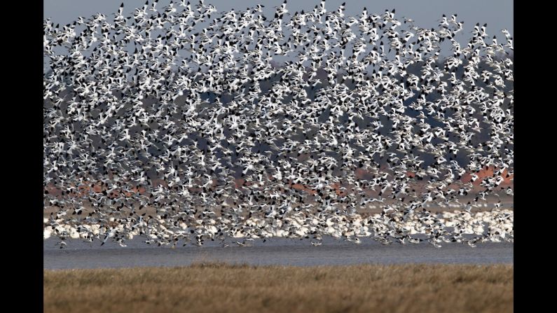 Migratory birds fly on Poyang Lake on Sunday, December 21, in east China. 