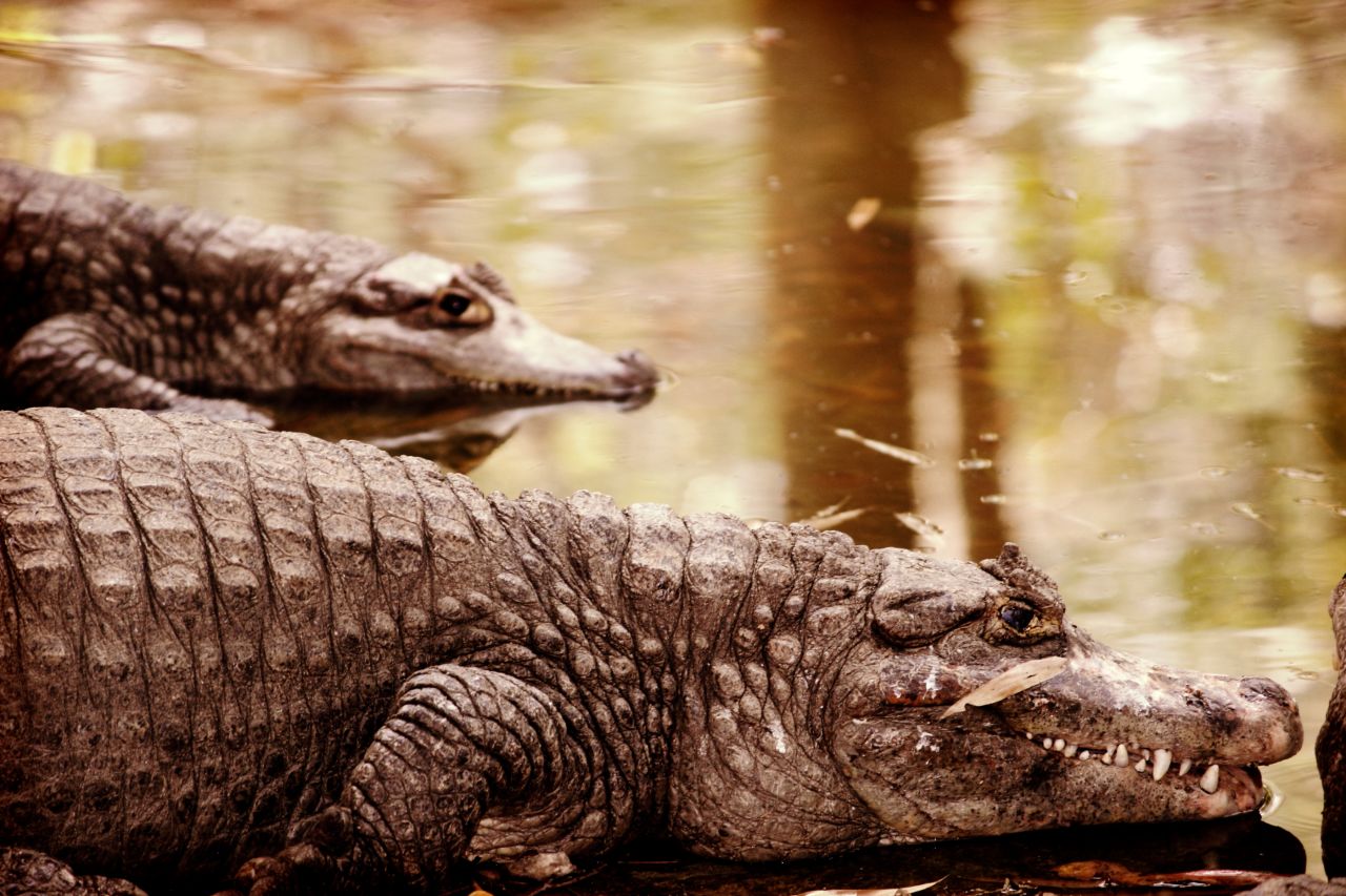 Crocodiles lounge around at <a href="http://ireport.cnn.com/docs/DOC-1131192">Bannerghatta National Park</a> near Bangalore, India.