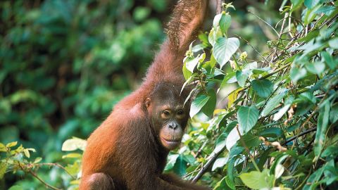 Borneo Safari 11