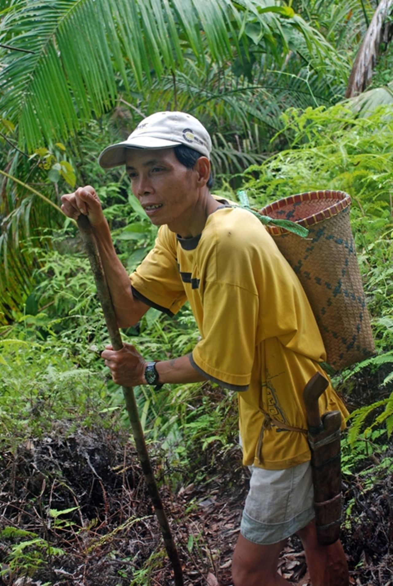 Iban tracker Apau is adept at following the trails of endangered orangutan.