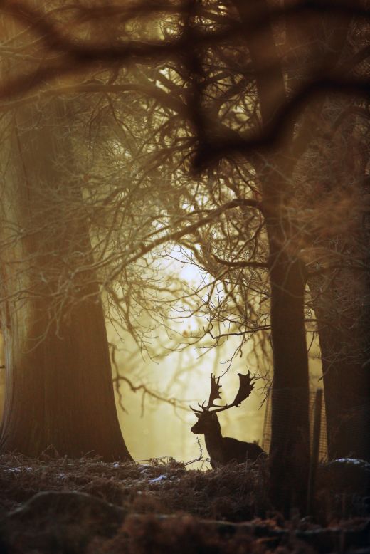 DECEMBER 28 -- ALTRINCHAM, UNITED KINGDOM: A deer waits in woodland as the rising sun begins to burn off overnight frost at the National Trust's Dunham Massey Park. Many parts of the UK had snowfall and below-freezing temperatures overnight.