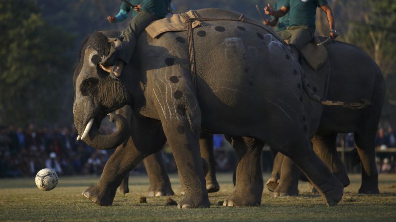 An elephant kicks a ball while playing a soccer match during an Elephant Festival event in Sauraha, Nepal, on Friday, December 26.