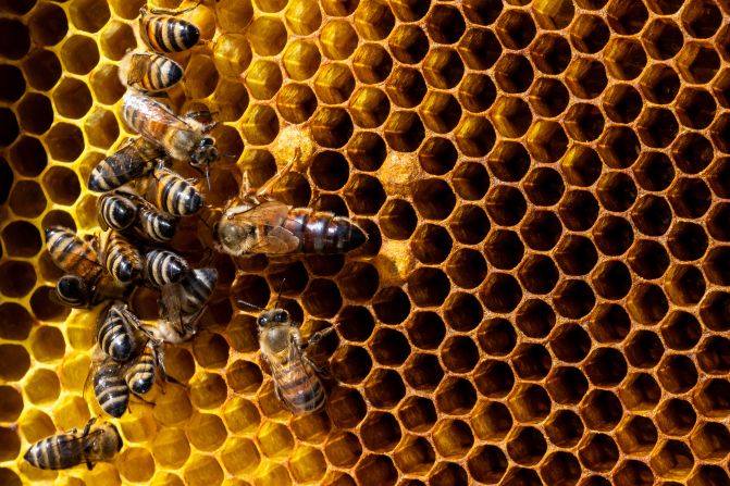 Bees gorge on nectar at the Bee Mindful bee farm in Austin, Texas, on Friday, June 6. Commercial beekeepers in Texas have seen an approximately 66% decrease in bee colony populations since June 2024, according to a survey conducted by Project Apis m., a honey bee research nonprofit. Analysts are attributing part of the decline to volatile weather patterns such as extreme heat and severe drought.