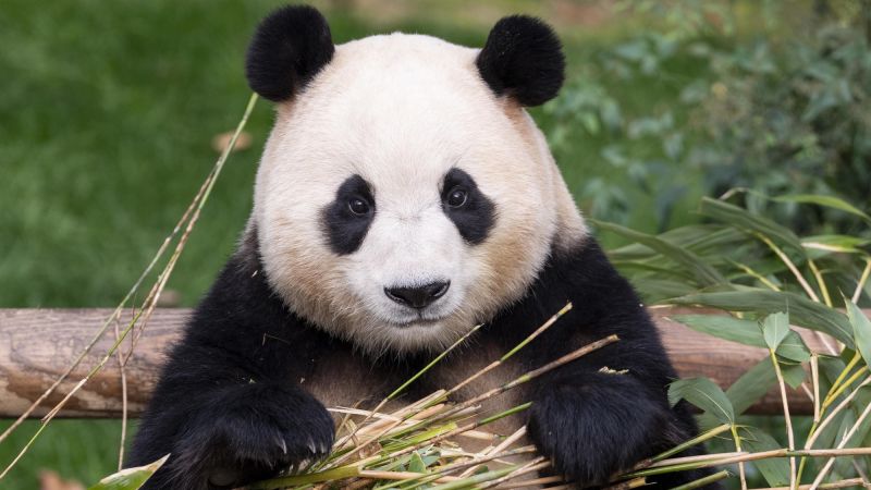 Южнокорейците скърбят, тъй като първата знаменита панда в страната, Фу Бао, се отправя към Китай