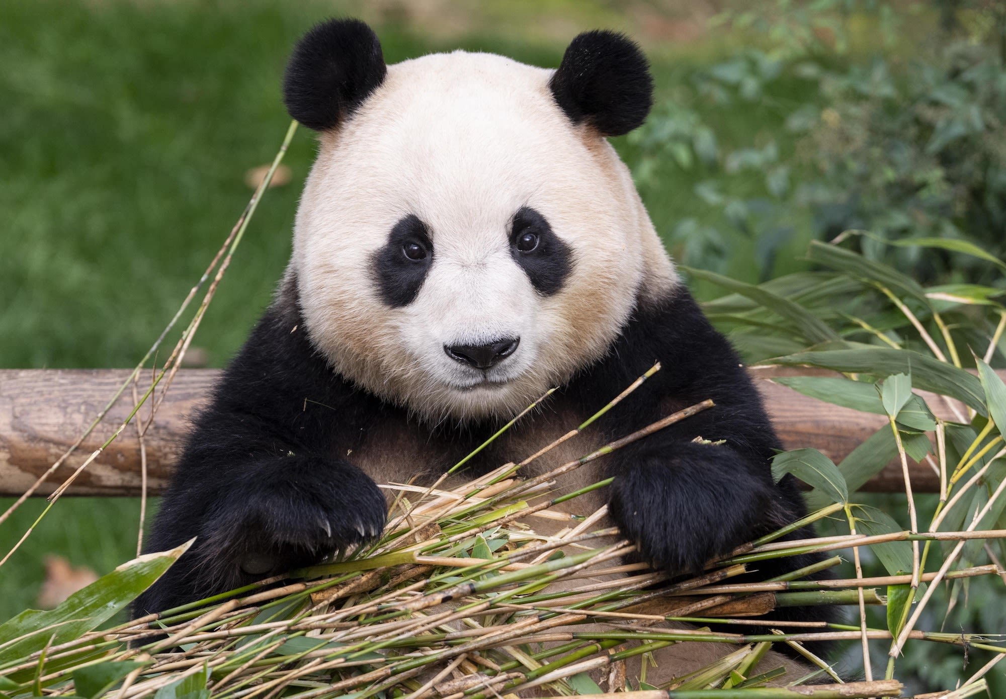 South Koreans mourn as country's first celebrity panda, Fu Bao