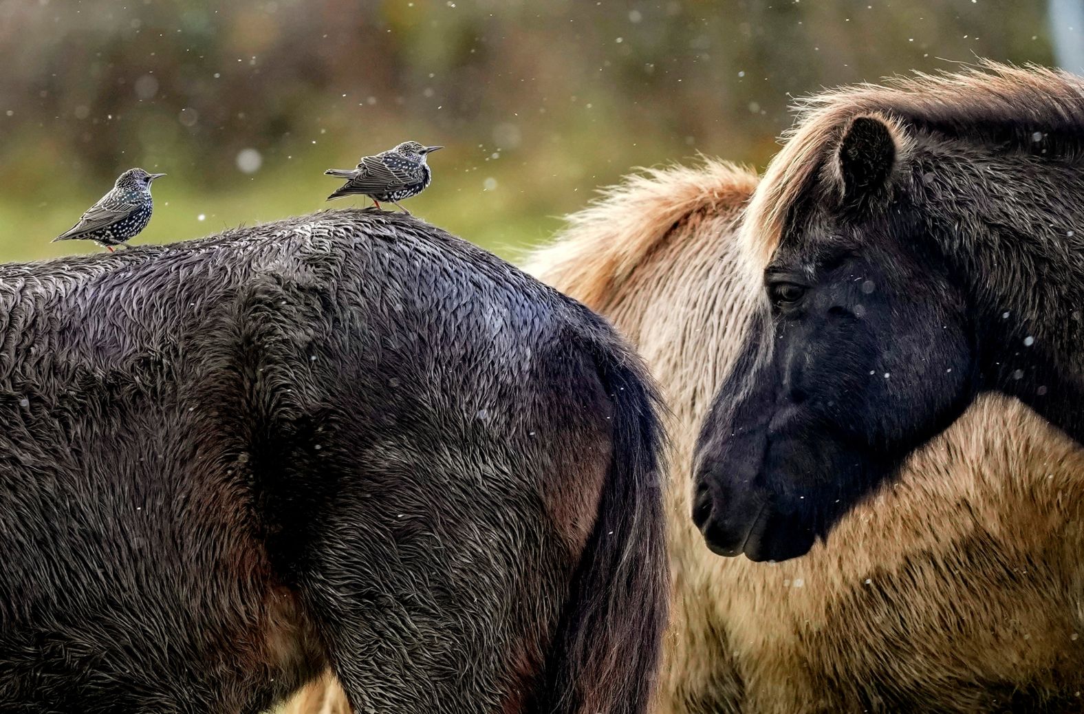 Starlings sit on the back of an Icelandic horse at a farm in Wehrheim, Germany, on Wednesday, November 20.