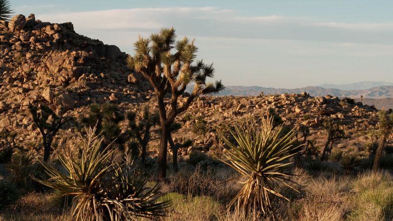 As much as a quarter of California is desert landscape, according to the Mojave Desert Land Trust (MDLT). That landscape includes the iconic Joshua tree, pictured center, with its unusual shape. But the desert ecosystem is facing increased threats from climate change, including wildfires and invasive species. The race to preserve the desert inspired the idea of a seed bank project at MDLT.<strong> <em>Look through the gallery to learn more about how the seed bank works.</em></strong>