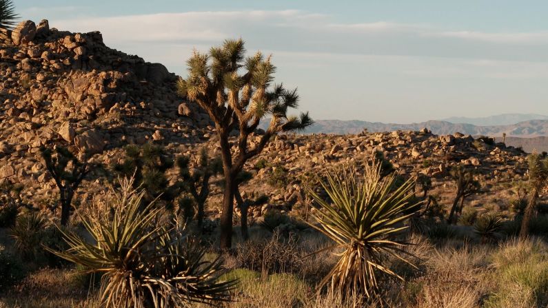 As much as a quarter of California is desert landscape, according to the Mojave Desert Land Trust (MDLT). That landscape includes the iconic Joshua tree, pictured center, with its unusual shape. But the desert ecosystem is facing increased threats from climate change, including wildfires and invasive species. The race to preserve the desert inspired the idea of a seed bank project at MDLT.<strong> <em>Look through the gallery to learn more about how the seed bank works.</em></strong>
