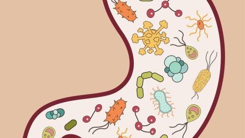The biggest collection of the human body's 100 trillion or so microbes is in our gut. 