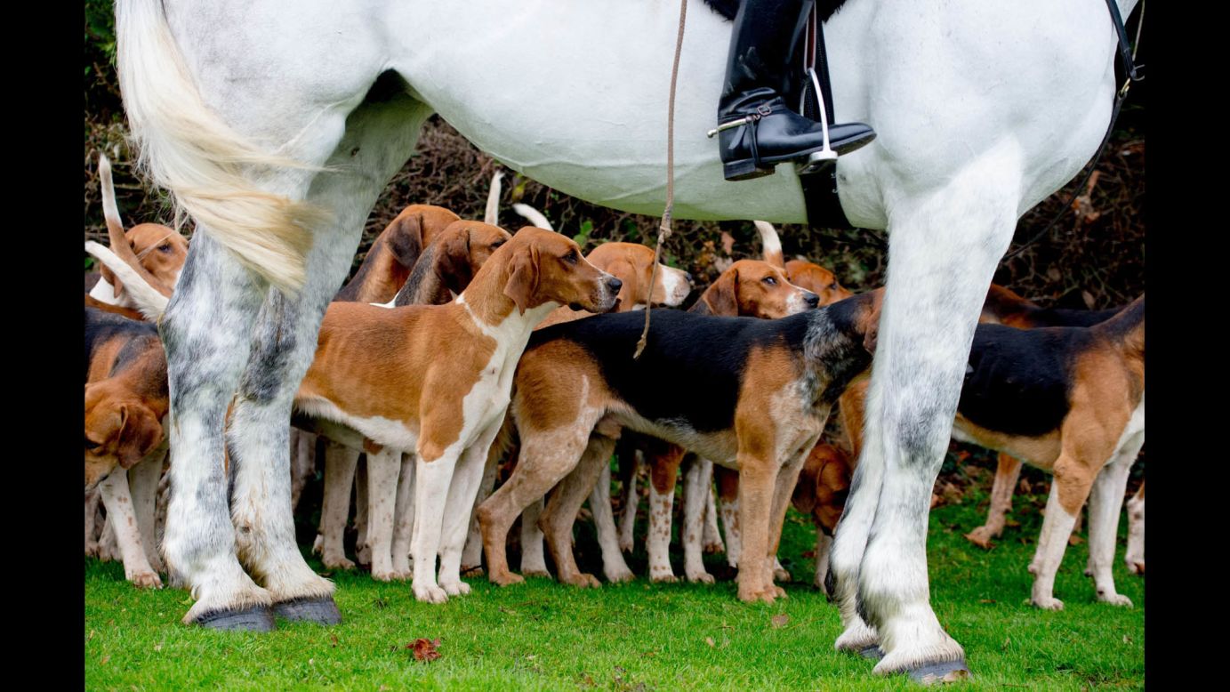 Foxhounds gather in Essex, England, for the start of the traditional Boxing Day hunt on Friday, December 26.