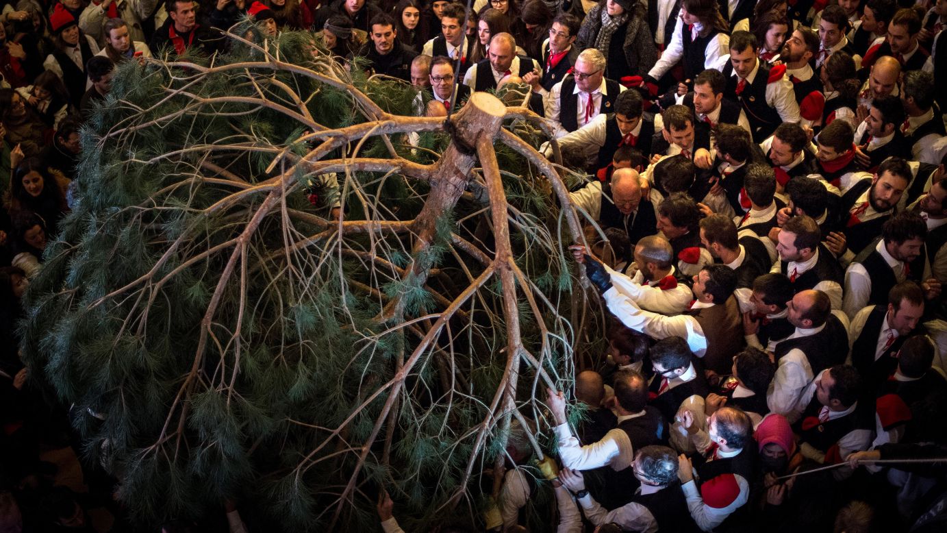 A pine tree is carried into a church in Barcelona, Spain, for the Festival of the Pine on Tuesday, December 30. Early in the morning, men and women born in the village of Centelles chop down a pine tree, load it onto an ox cart and take it to the church, where it is decorated with apples and wafers and hung there until January 6. The tradition has been documented since 1751.