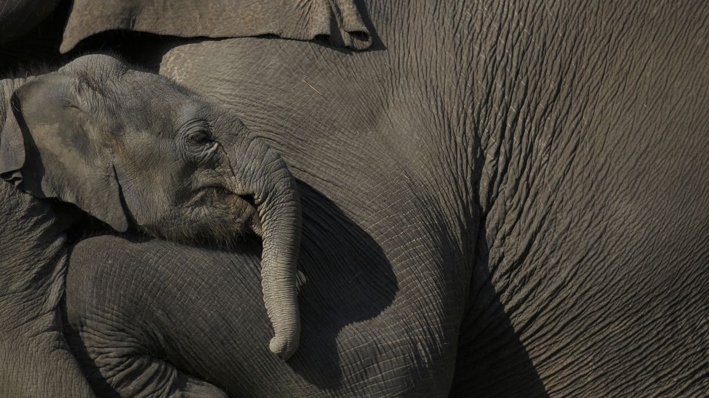 A baby elephant stands close to its mother at Chitwan National Park in Chitwan, Nepal, on Tuesday, December 30.