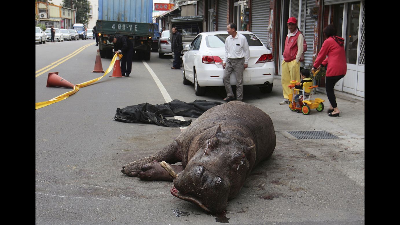 An injured hippo lies on the street after he jumped off a truck he was being transported in Friday, December 26, in Maioli County, Taiwan. The hippo <a href="http://www.straitstimes.com/news/asia/east-asia/story/injured-hippo-dies-taiwan-owner-faces-jail-term-20141229" target="_blank" target="_blank">died from his injuries</a> a few days later, according to Agence France-Press.