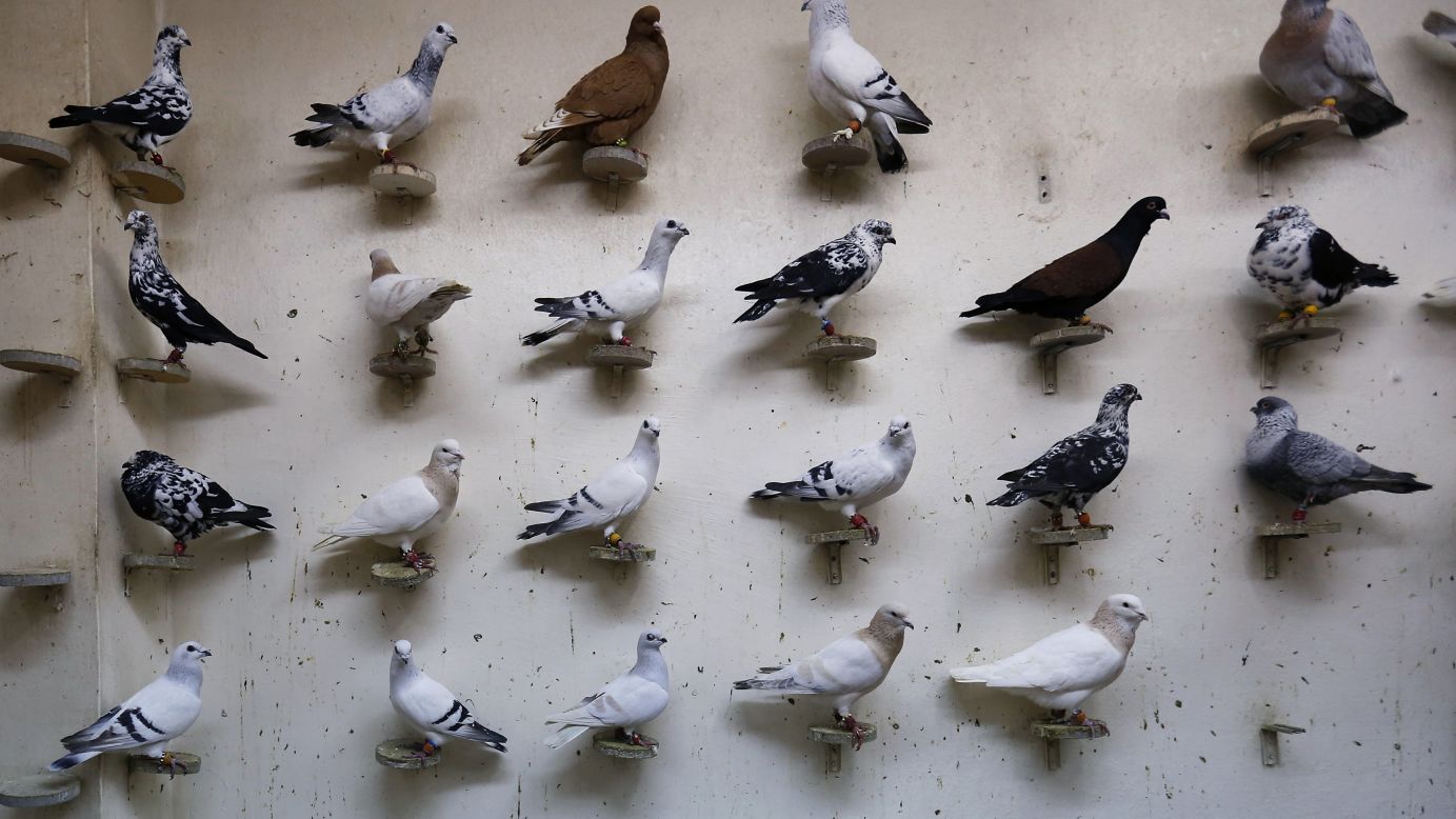 Pigeons are displayed for sale at a pigeon cafe in Amman, Jordan, on Saturday, December 27. Pigeon racing has turned into a booming business in the capital city.