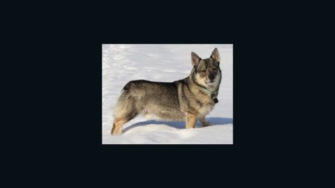 A mutation causing blindness has been found in the Swedish Vallhund, a rare breed.
