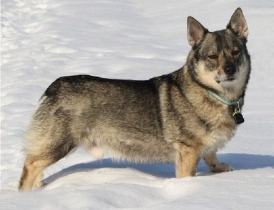 A mutation causing blindness has been found in the Swedish Vallhund, a rare breed.