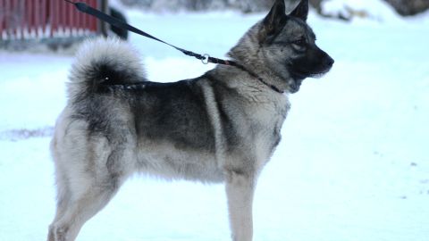 The Norwegian Elkhound's genes were studied to locate a mutation causing glaucoma.