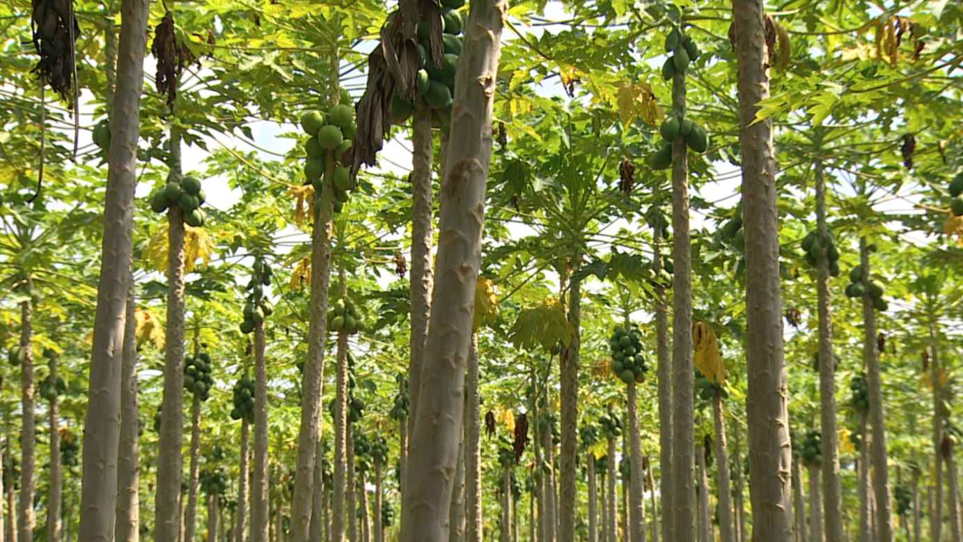 Papaya is a key fruit for some farmers in Ghana. While Ghana used to be one of the world's biggest exporters of the fruit, the focus of growing in the West African country has shifted to pineapple, banana, cocoa and other agricultural goods.