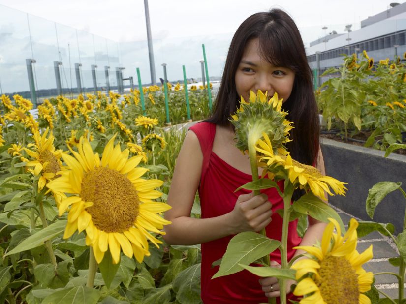 Experts say future trends for airports will include more outdoor and natural experiences, like this sunflower garden at Singapore's Changi Airport.