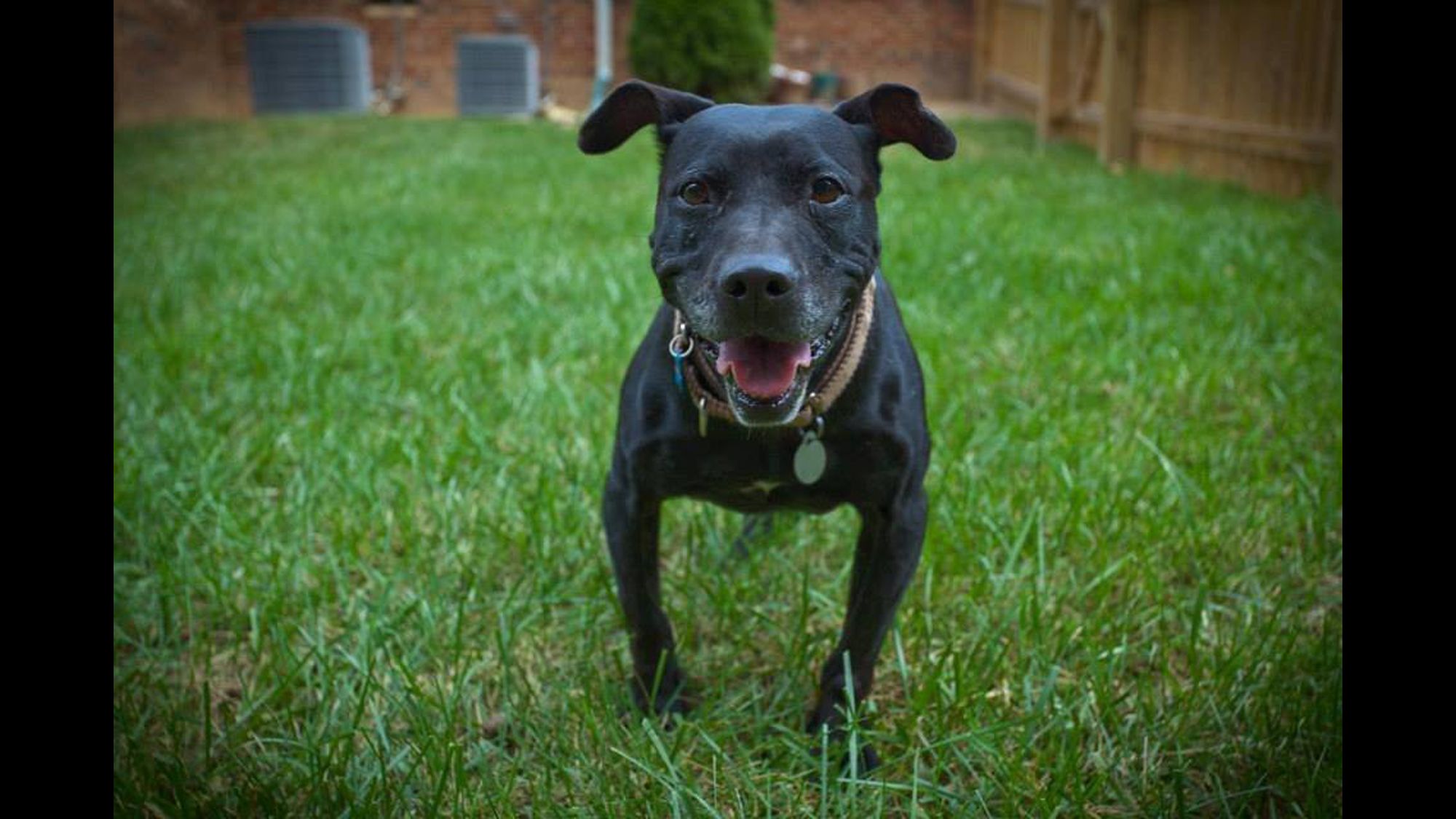 Last Canine to Survive Michael Vick's Dogfighting Ring Dies