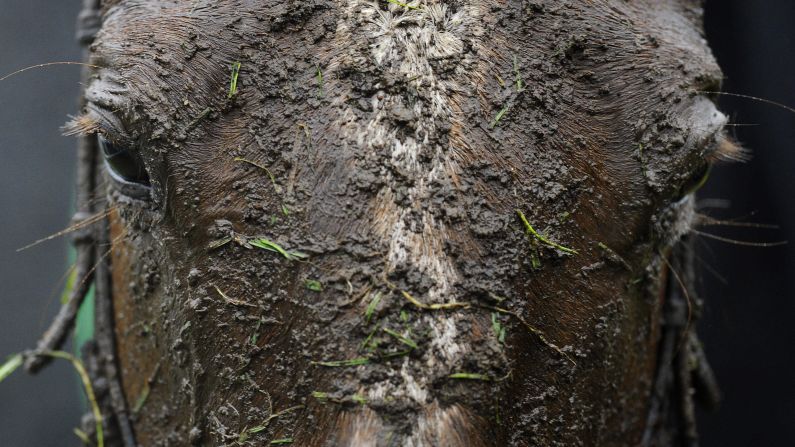 Mud is caked on a horse's face Saturday, January 3, at the Sandown Park Racecourse in Esher, England.