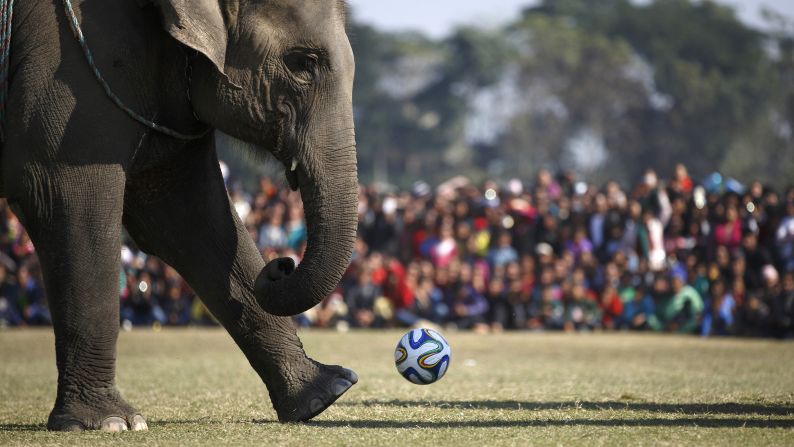 An elephant runs to kick a soccer ball while playing in a match Tuesday, December 30, at the Elephant Festival in Sauraha, Nepal.