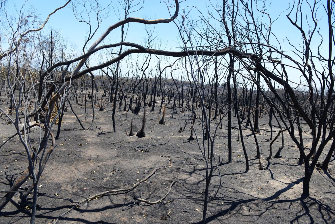 Charred trees and bushes stand amid the aftermath of a bushfire near the town of One Tree Hill near the city of Adelaide. So far nearly 13,000 hectares of farmland in South Australia have been destroyed.