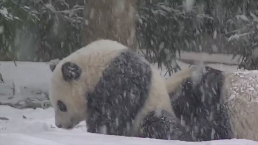 sot bao bao first snow national zoo_00005120.jpg