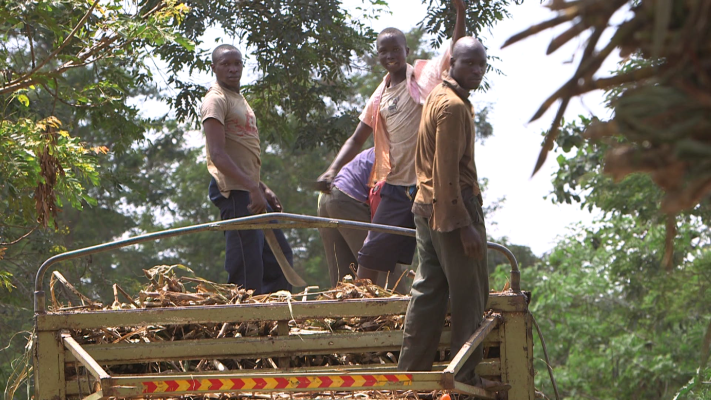 Farmhands stand atop a truck as they pile on sugar cane.