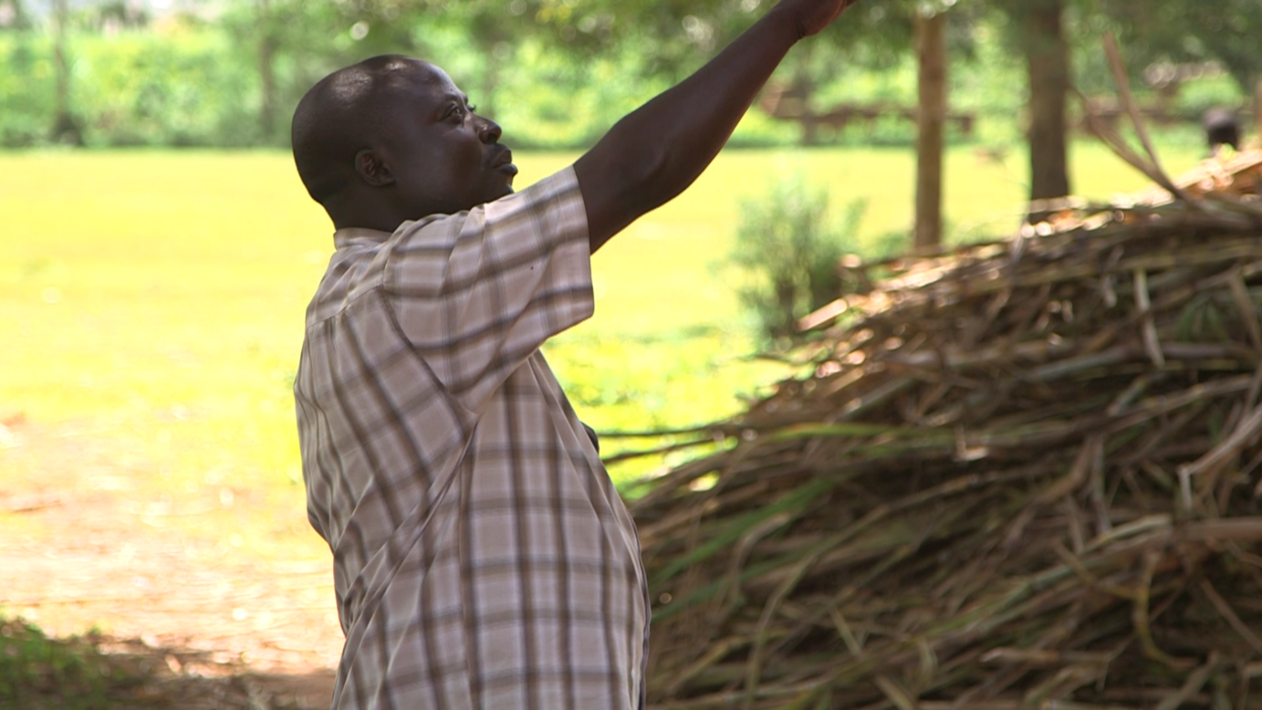 For farmers like Mwanja Banuli, harvesting this rough, woody crop is heavy going but valuable.