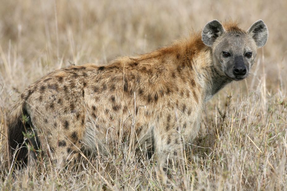 An elongated neck and hunched gait give the hyena its unique looks. Is it so ugly that it's actually cute?