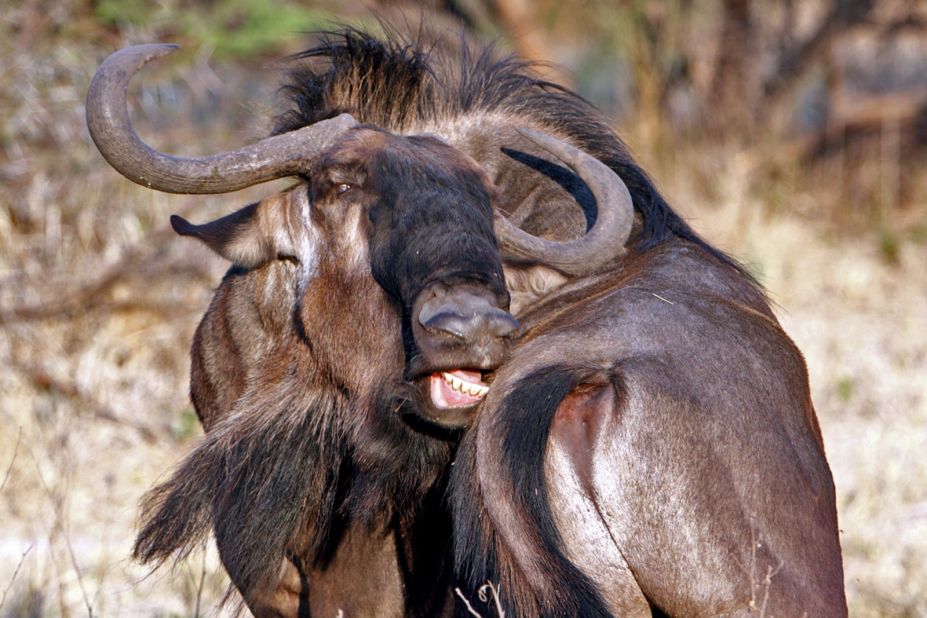 There's nothing glamorous about the wildebeest's elongated face, dirty-looking neck fringe or its mouth, which is shaped -- and used -- like a lawnmower.