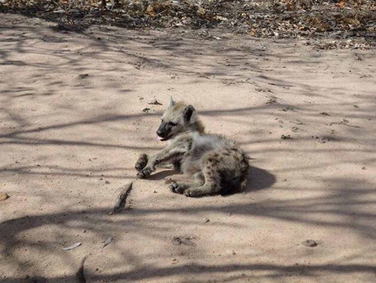 It's debatable how cute this hyena cub is.