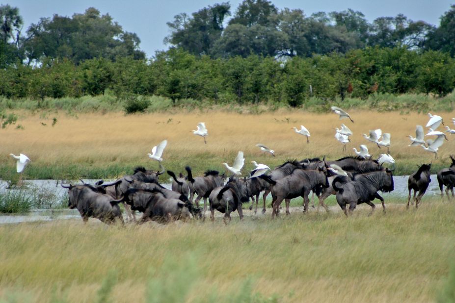 Wildebeest are known as the great wanderers across the Delta, in search of food and water. 