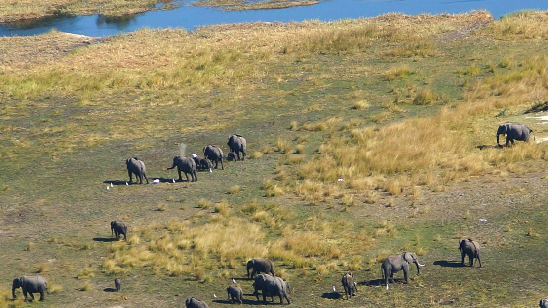 Elephants can be seen while flying into the delta, freeing up safari time searching for less celebrated wildlife.