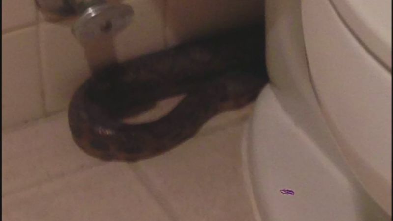 The No. 1 Sign There's a Snake in Your Bathroom — Best Life