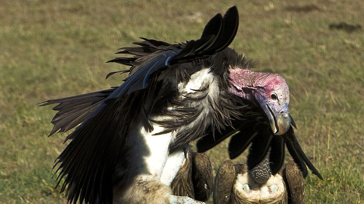 With their curved beaks, bald red heads and extended necks, vultures are an inspiration to super villains, and fans of less attractive avian life.
