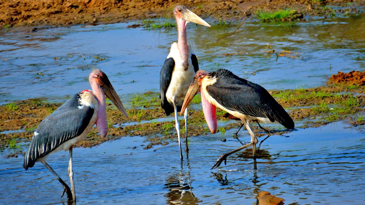 The marabou also goes by the name of the "undertaker bird" in recognition of the grim but important role it plays in the Delta -- reducing diseases and cleaning up the ecosystem by devouring rotten carcasses.