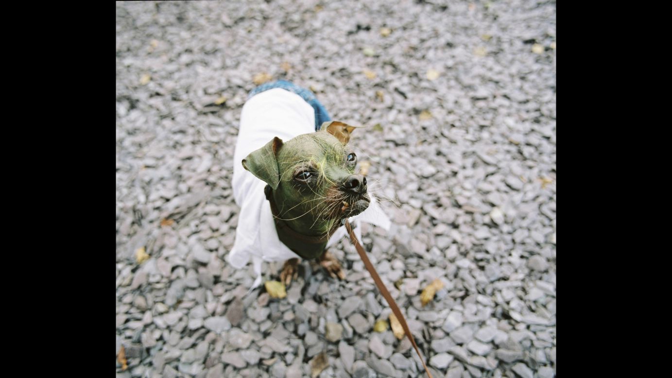 Mugly, a Chinese crested named the "World's Ugliest Dog" in 2012, is dressed as the Incredible Hulk.