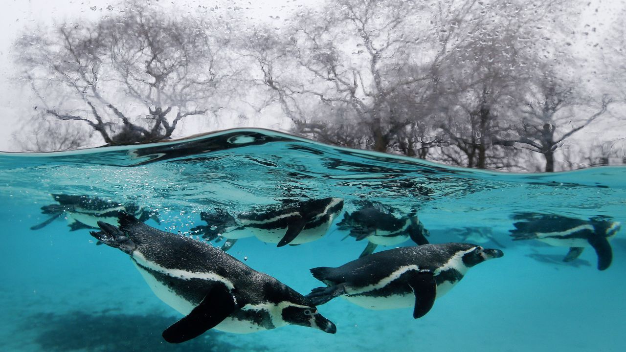 Penguins swim in their pool at the London Zoo on Monday, January 5.