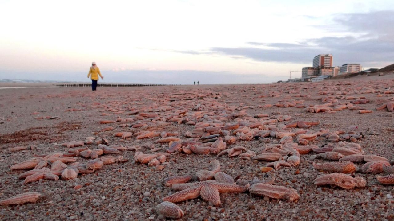 Dead starfish lie on the beach of Westerland on the North Sea island of Sylt, Germany, on Wednesday, January 7. An official said the starfish were brought onto shore by strong storms.