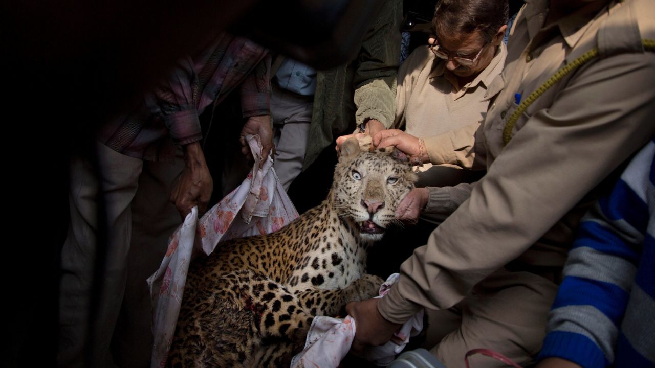 Forest officials carry an injured leopard after it was tranquilized at a building in Gauhati, India, on Wednesday, January 7. He was later taken to the state zoological park. According to a veterinarian, the leopard was seriously injured by an iron cable. Because of habitat loss, leopards sometimes enter populated areas in search of food.