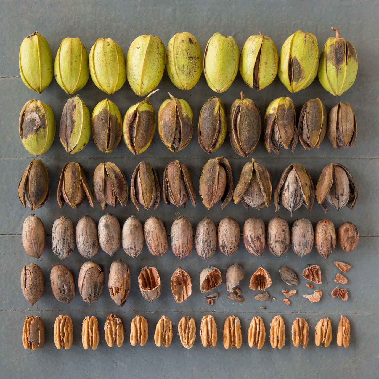 Going forward, she hopes to add a narrative element to the series, as was the case with this image of pecans at different stages of shelling. 